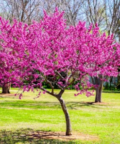 1 Live Redbud Tree Heart Shaped Leaves Beautiful Early Springtime Pink Blooms 1-2ft Tall