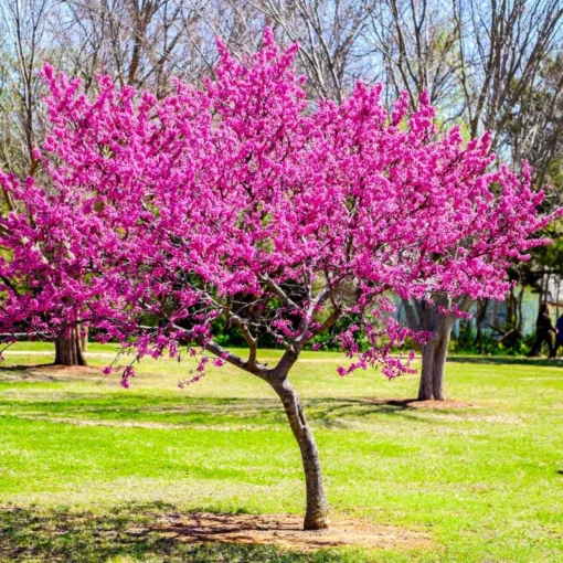 1 Live Redbud Tree Heart Shaped Leaves Beautiful Early Springtime Pink Blooms 1-2ft Tall