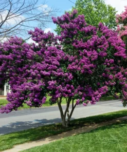 1 Purple Crape Myrtle Tree /Shrub Beautiful Bright Purple Blooms 2 Ft Tall