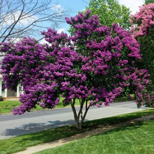 1 Purple Crape Myrtle Tree /Shrub Beautiful Bright Purple Blooms 2 Ft Tall