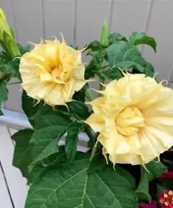 10 Ballerina Yellow Angel Trumpet Seeds for Planting Flowers Seed Brugmansia Datura