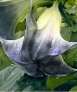 10 Black Angel Trumpet Seeds for Planting Brugmansia Datura Flower Fragrant