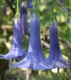 10 Blue Angel Trumpet Seeds for Planting Tropical Flowers Flower Fragrant Small Shrub