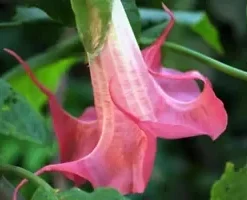 10 Bubble Gum Angel Trumpet Seeds for Planting Flowers Seed Flower Brugmansia Datura