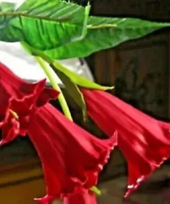 10 Candy Red Angel Trumpet Seeds for Planting Flowers Seed Flower Brugmansia Datura