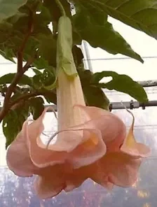 10 Cantaloupe Angel Trumpet Seeds for Planting Flowers Seed Flower Brugmansia Datura