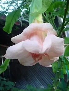 10 DBL Baby Pink Angel Trumpet Seeds for Planting Flowers Seed Flower Brugmansia Datura