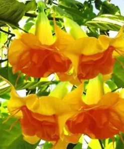 10 DBL Bright Yellow Orange Angel Trumpet Seeds for Planting for Planting Flowers Seed Flower