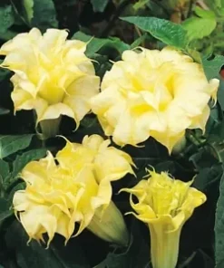 10 DBL Golden Queen Angel Trumpet Seeds for Planting Flowers Seed Brugmansia Datura