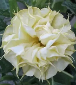 10 DBL Lemon Rose Angel Trumpet Seeds for Planting Flowers Seed Brugmansia Datura