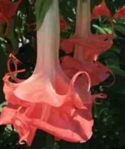 10 Double Pink Angel Trumpet Seeds for Planting Brugmansia Datura Flower Seed