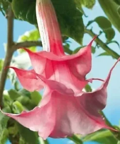 10 Double Pink Rose Angel Trumpet Seeds for Planting Flowers Seed Brugmansia Datura