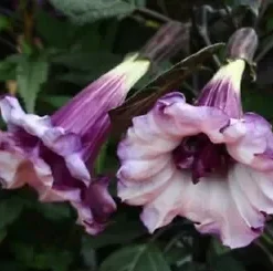 10 Double Purple Angel Trumpet Seeds for Planting Tropical Flowers Flower Seed