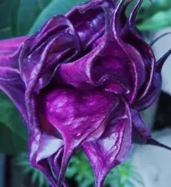 10 Double Queen Rose Angel Trumpet Seeds for Planting Flowers Seed Brugmansia Datura