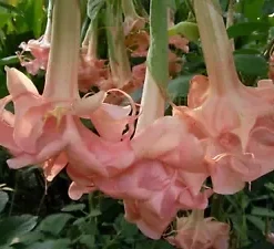 10 Evelyn Rose Angel Trumpet Seeds for Planting Flowers Seed Brugmansia Datura