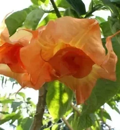 10 Magic Momen Angel Trumpet Seeds for Planting Flowers Seed Flower Brugmansia Datura