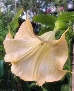 10 Olympic Flame Angel Trumpet Seeds for Planting Flowers Seed Flower Brugmansia Datura