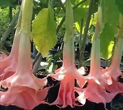 10 Perfect Pink Angel Trumpet Seeds for Planting Flowers Seed Flower Brugmansia Datura