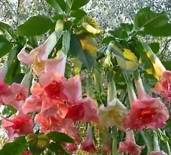 10 Perfektion Angel Trumpet Seeds for Planting Flowers Seed Flower Brugmansia Datura