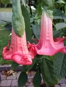 10 Red Prince Angel Trumpet Seeds for Planting Flowers Seed Flower Brugmansia Datura