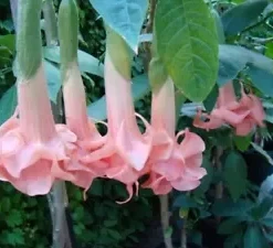 10 Salmon Perfect Angel Trumpet Seeds for Planting Flowers Seed Flower Brugmansia Datura