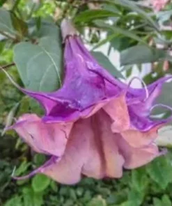 10 Sandra Cansa Angel Trumpet Seeds for Planting Flowers Seed Flower Brugmansia Datura