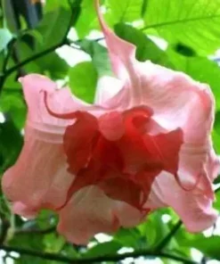 10 Strawberry Milk Angel Trumpet Seeds for Planting Flowers Seed Flower Brugmansia Datura