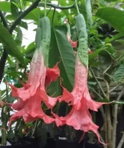 10 Summer Rose Angel Trumpet Seeds for Planting Flowers Seed Flower Brugmansia Datura