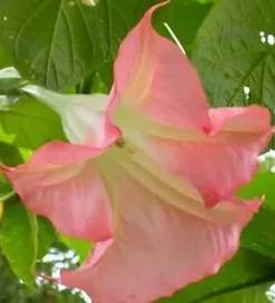 10 Sunset Angel Trumpet Seeds for Planting Flowers Seed Flower Brugmansia Datura