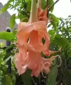 10 Triple Flamango Angel Trumpet Seeds for Planting Flowers Seed Flower Brugmansia Datura