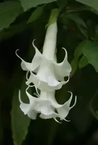 10 Triple White Angel Trumpet Seeds for Planting Flowers Seed Flower Brugmansia Datura