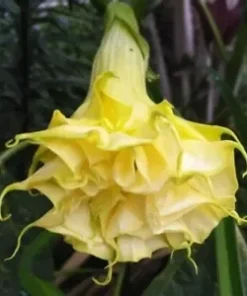 10 Triple Yellow Angel Trumpet Seeds for Planting Flowers Seed Flower Brugmansia Datura