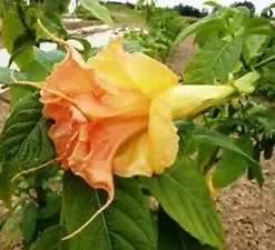 10 Tsunami Angel Trumpet Seeds for Planting Flowers Seed Flower Brugmansia Datura