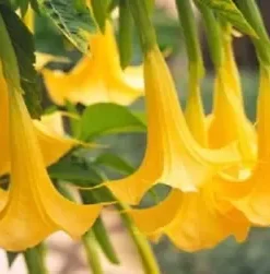 10 Yellow Angel Trumpet Seeds for Planting Flower Fragrant Flowers Seed Tropical Garden