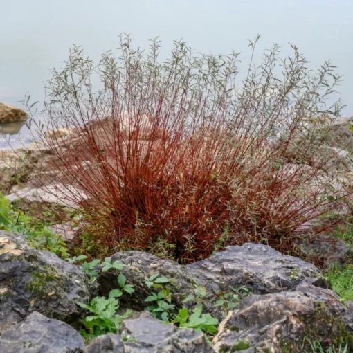 2 Live Blazing Red Twig Dogwood Trees Stunning Winter Landscaping Trees Shrubs 2ft Tall