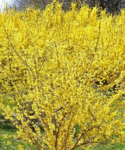 2 Live Forsythia Trees Bright Yellow Blooms Each Spring 3 Ft Tall Now