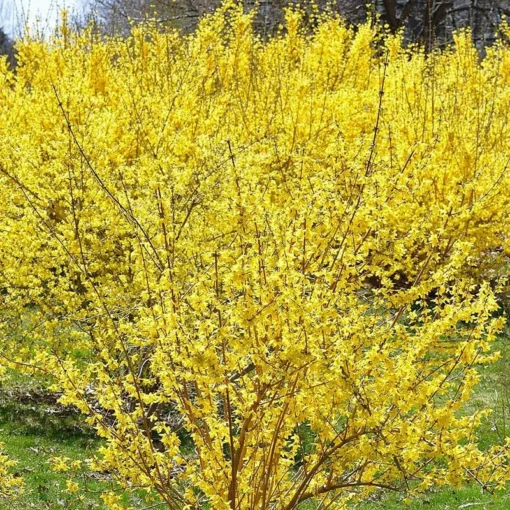 2 Live Forsythia Trees Bright Yellow Blooms Each Spring 3 Ft Tall Now