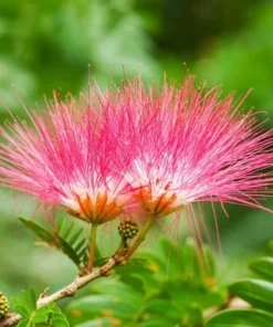 2 Live Mimosa Trees Pink Silk Blooms Umbrella Shaped Tree Attracts Butterflies 1 Ft Tall