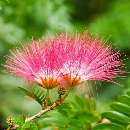 2 Live Mimosa Trees Pink Silk Blooms Umbrella Shaped Tree Attracts Butterflies 1 Ft Tall