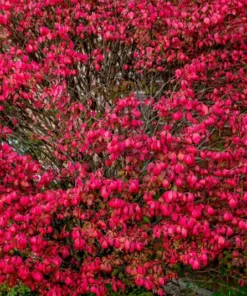 2 Live Moses Burning Bushes 1-2 Ft Tall Vibrant Deep Red Shrubs Small Trees