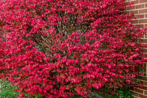 2 Live Moses Burning Bushes 1-2 Ft Tall Vibrant Deep Red Shrubs Small Trees