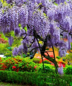 2 Live Purple Wisteria Vines 1 To 2 Ft Tall Live Tree Purple Flowering Tree Beautiful Vining Flower Clusters