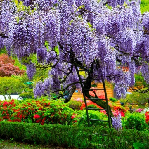 2 Live Purple Wisteria Vines 1 To 2 Ft Tall Live Tree Purple Flowering Tree Beautiful Vining Flower Clusters