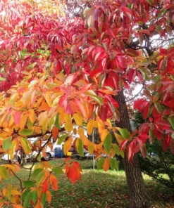 2 Live Sassafras “Cinnamon Tree” Stunning Autumn Colors Beautiful Tree 2-3 Ft Tall Now