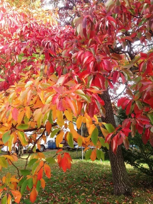 2 Live Sassafras “Cinnamon Tree” Stunning Autumn Colors Beautiful Tree 2-3 Ft Tall Now