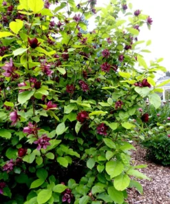 2 Live Sweet Shrubs Carolina Allspice Bushes 2 Ft Tall Now Beautiful Red Blooms Very Fragrant