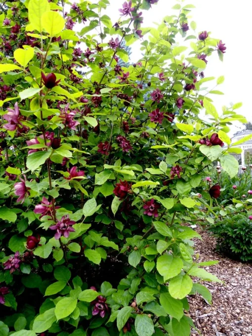 2 Live Sweet Shrubs Carolina Allspice Bushes 2 Ft Tall Now Beautiful Red Blooms Very Fragrant