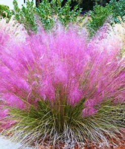 2 Pink Muhly Grass Plants Live 4-8 Inches, Ornamental Perennial Pink Grass Clumps