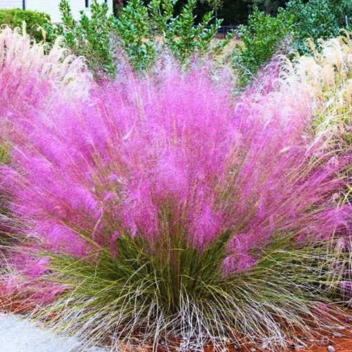 2 Pink Muhly Grass Plants Live 4-8 Inches, Ornamental Perennial Pink Grass Clumps