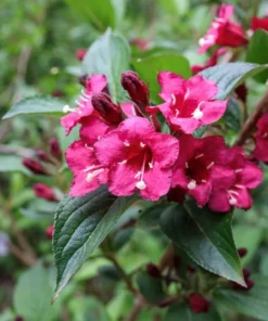 2 Pink Weigela Shrubs Trees Beautiful Bright Pink Red Blooms 2-3 ft Tall